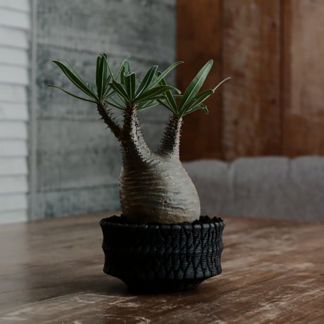 グラキリス - 象牙宮 -［No.197］  × 沖誠 作「 Bark 」 筒型 3号 植木鉢 笠間焼
