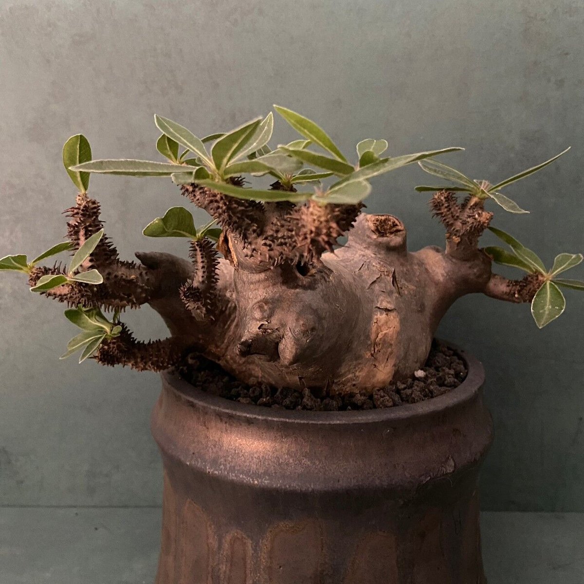 発根済 マカイエンセ BM-17 × S.N.Pot 