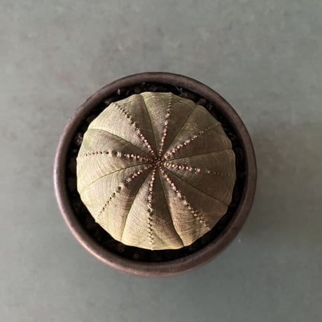 輸入株 オベサ 6.0cm OB-01  ×【 ISOBE - BACHI 】"丸壺型" 笠間焼 2.5号鉢 ［作家 磯部祐介］