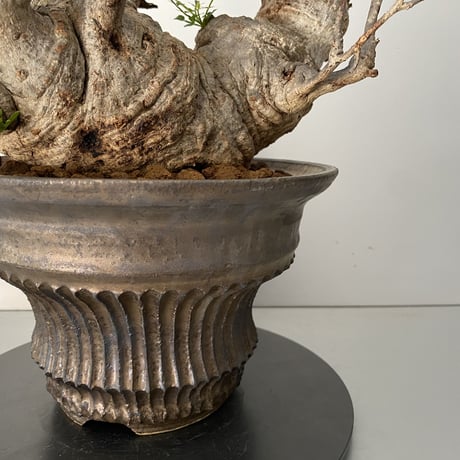 発根済 オペルクリカリア パキプス P-06  × 小野瀬 一 作品「the first plants wear」 植木鉢 6号