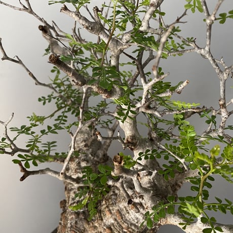 発根済 オペルクリカリア パキプス P-07  × 小野瀬 一 作品「the first plants wear」 植木鉢 6号