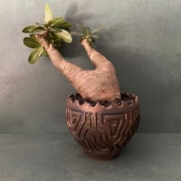 発根済 超チビ マカイエンセ 魔界玉 現地株 BG-136 × S.N.Pot - crown