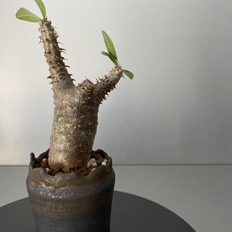 発根済 超チビ マカイエンセ 魔界玉 現地株 BG-146 × S.N.Pot - crown - 2号鉢 ［作家  "根本峻吾"］