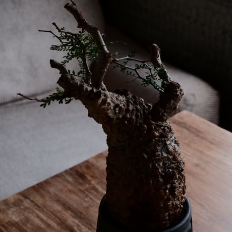 オペルクリカリア パキプス φ10cm［No.24］  ×  根本峻吾 作 S.N POT type.tall「 鐡 - kurogane - 」4号 植木鉢 笠間焼