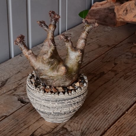 【コンパクト良型】 マカイエンセ 多頭 CATEGORY マカイエンセ - Makayense - | Botanical Holic