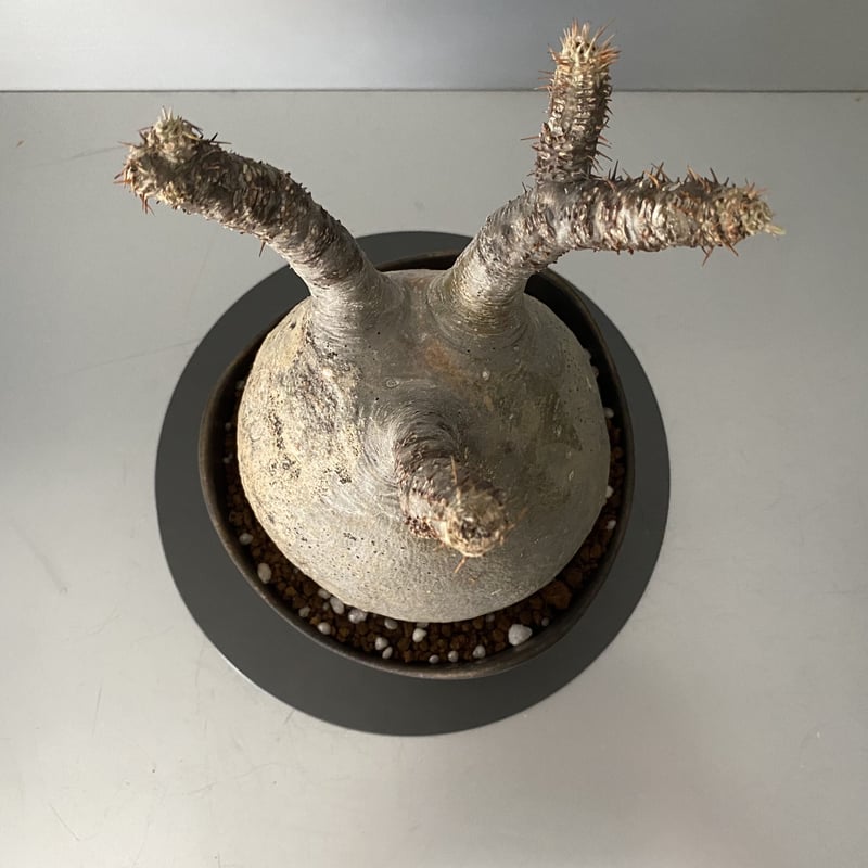 発根済 中玉 グラキリス BG-190 × S.N.Pot 