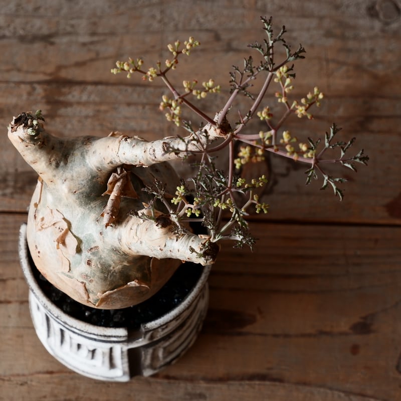 丸株 キフォステンマ ベティフォルメ ナローリーフ ソマリア産