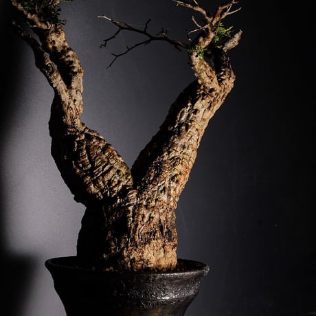CATEGORY 小野瀬一 作 植木鉢 | Botanical Holic CATEGORY 小野瀬一 作 植木鉢 | Botanical Holic