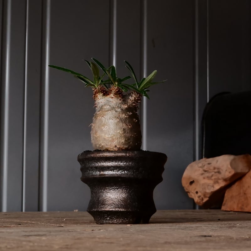 φ6cm 】グラキリス - 象牙宮 - ［No.232］ × 松野然 【 ZEN 】2.