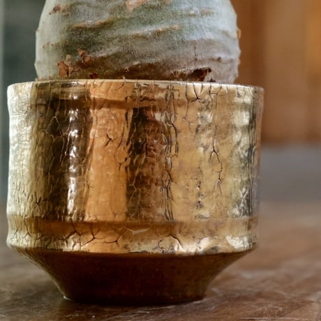 美形 緑肌  グラキリス  - 象牙宮 - size S［No.37］  ×  沼野秀章 特別作品  『 Gold Wrap 』3.5号 植木鉢