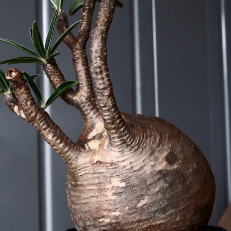 グラキリス φ9.5cm - 象牙宮-［No.47］× 坂本新 作 作品【 LUSTER BLACK 】3号 植木鉢 笠間焼