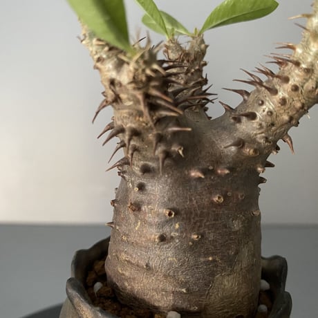 発根済 超チビ マカイエンセ 魔界玉 現地株 BG-136 × S.N.Pot - crown - 2号鉢 ［作家  "根本峻吾"］