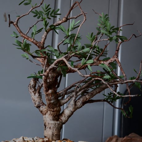 センナ メリディオナリス 現地株 発根済［No.29］  ×  森田昌求 作【 Abstract Scratch 】 3.5号 植木鉢 笠間焼