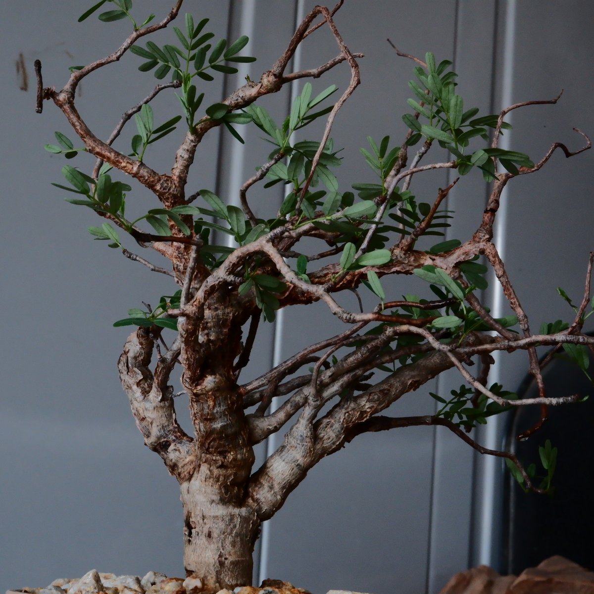 センナ メリディオナリス 現地株 発根済［No.29］ × 森田昌求 作