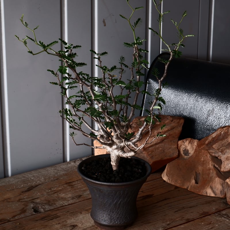 センナメリディオナリス 美株 造り込み センナ メリディオナリス 輸入株［No.35］ × 與那嶺大輔 作