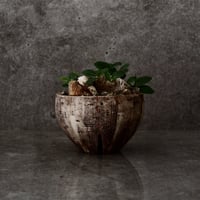 ブレビカウレ  - 恵比寿笑い - size M［No.95］  ×  沼野秀章 作 「刻ム音」 4.5号 植木鉢