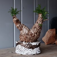 オペルクリカリア パキプス φ 14cm［No.06］  × 根本峻吾 作 S.N POT type.low「 鐵 -堕天白- 」5号鉢 笠間焼