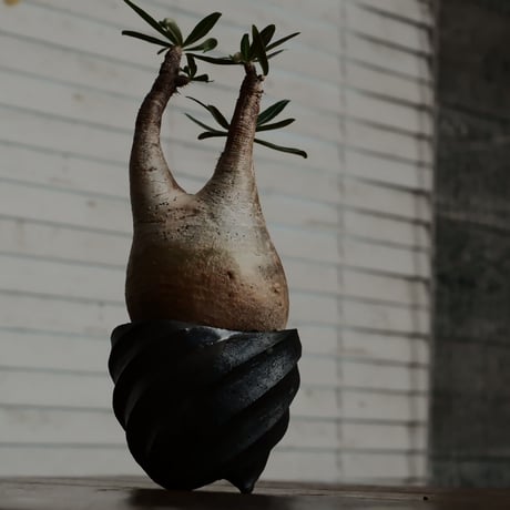 グラキリス - 象牙宮 -［No.21］  × 沖誠 作「 Spiral - 流し掛け/燻銀彩 - 」 ラウンド型 3号 植木鉢 笠間焼