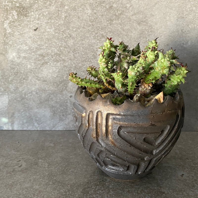 (綴化)ユーフォルビア　ホリダ　モンストローサ　実生　変異種　陶器鉢付き 綴化)ユーフォルビア ホリダ モンストローサ 実生 変異種 陶器鉢付き