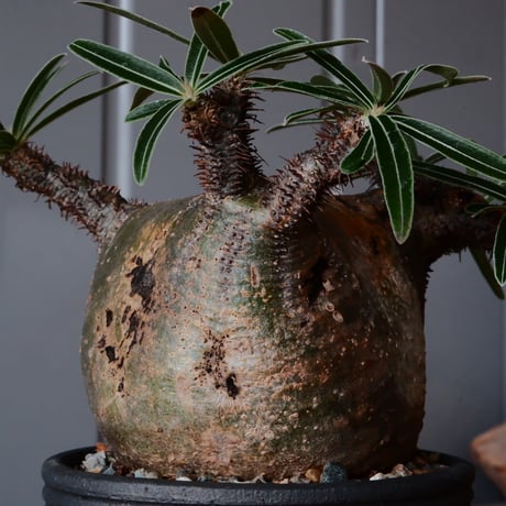 グラキリス φ9cm - 象牙宮 -［No.55］  ×    與那嶺大輔 作 「琉球飛び鉋」3号 植木鉢