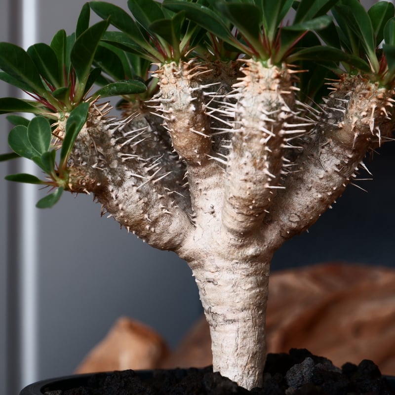 トーマス　ギラウミニアナ種子 35粒 トーマス ギラウミニアナ種子 35粒 種子] ユーフォルビア