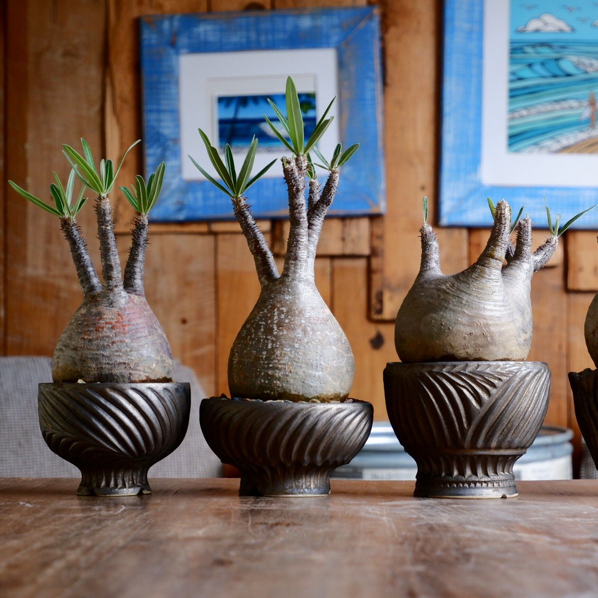 グラキリス - 象牙宮 - size S［No.42］ × 新里竜子 作 「RYUSEN