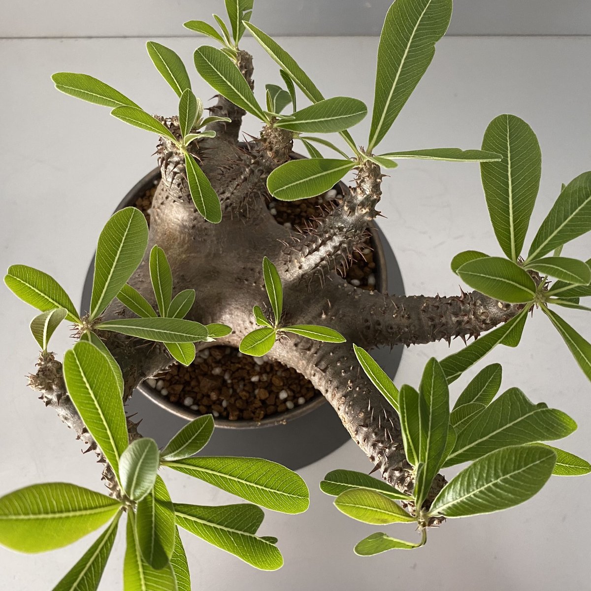 発根済 マカイエンセ 魔界玉 現地株 BG-141 × S.N.Pot - horizon -