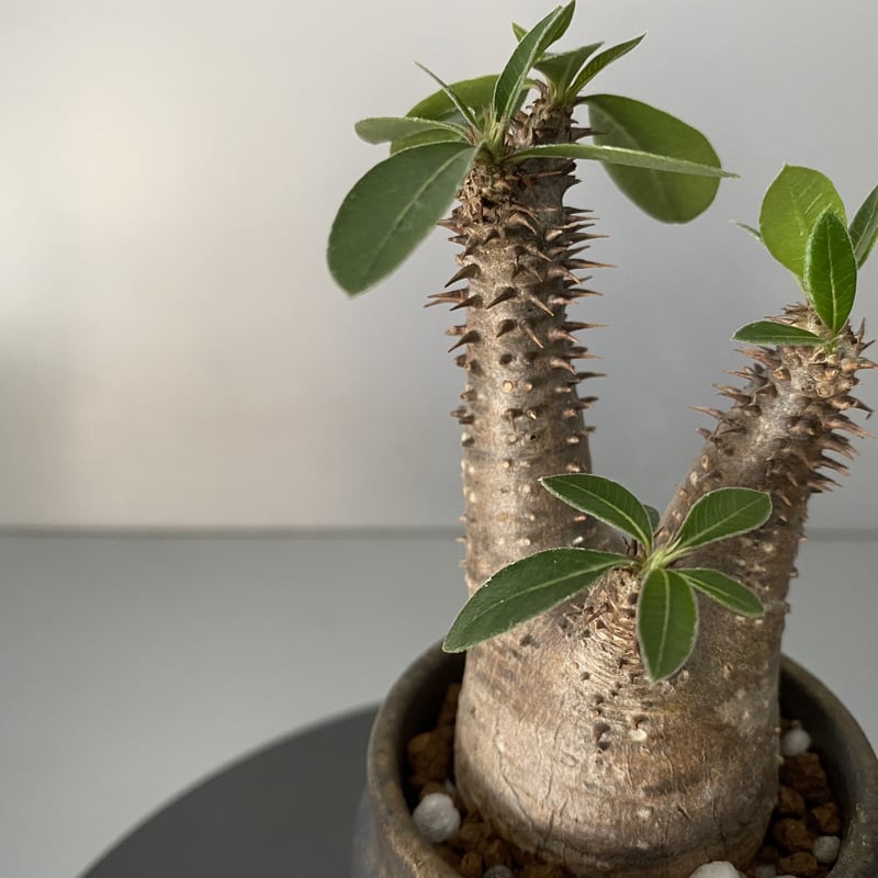 発根済 超チビ マカイエンセ 魔界玉 現地株 BG-147 × S.N.Pot - crown