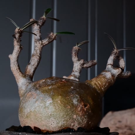 グラキリス φ8cm - 象牙宮 - ［No.04］  ×   沼野秀章 作「 black wrap 」3号 植木鉢 笠間焼