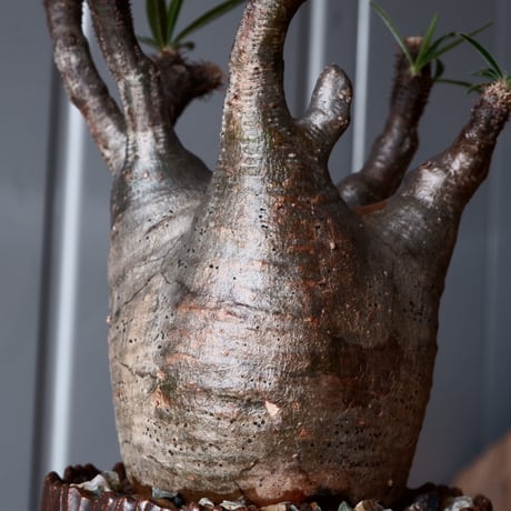 グラキリス φ8cm - 象牙宮-［No.10］×  中野明彦 作品【 KIRIKO / dark brown  / 3号 】笠間焼 植木鉢