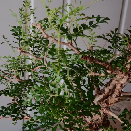 オペルクリカリア パキプス φ 11cm［No.27］  × 杉山悠 作 φ11cm 植木鉢 笠間焼