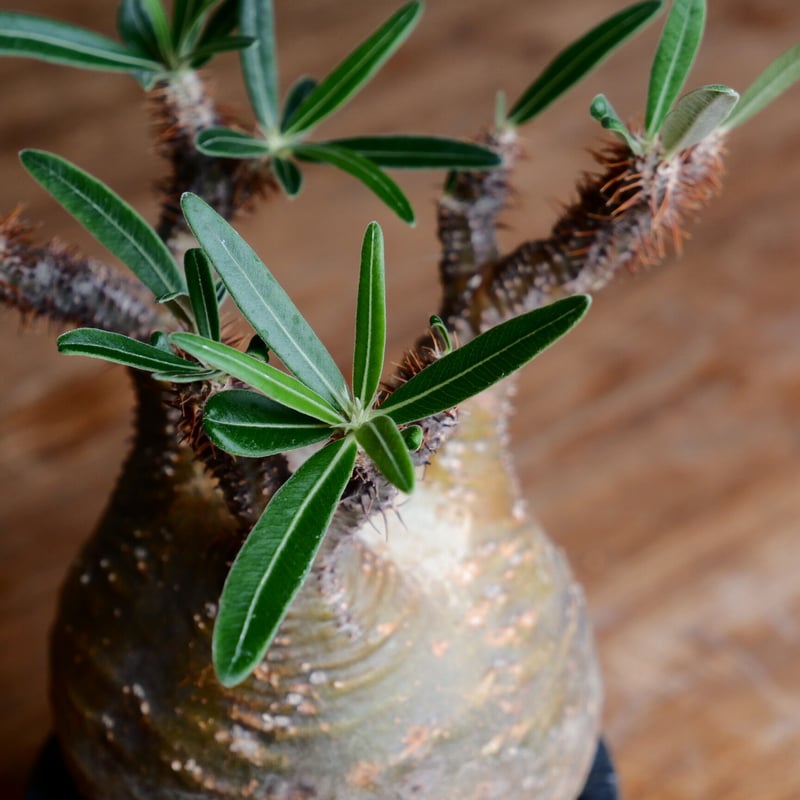 美形 丸株 グラキリス - 象牙宮 - size S［No.41］ × 沖誠 作品 『