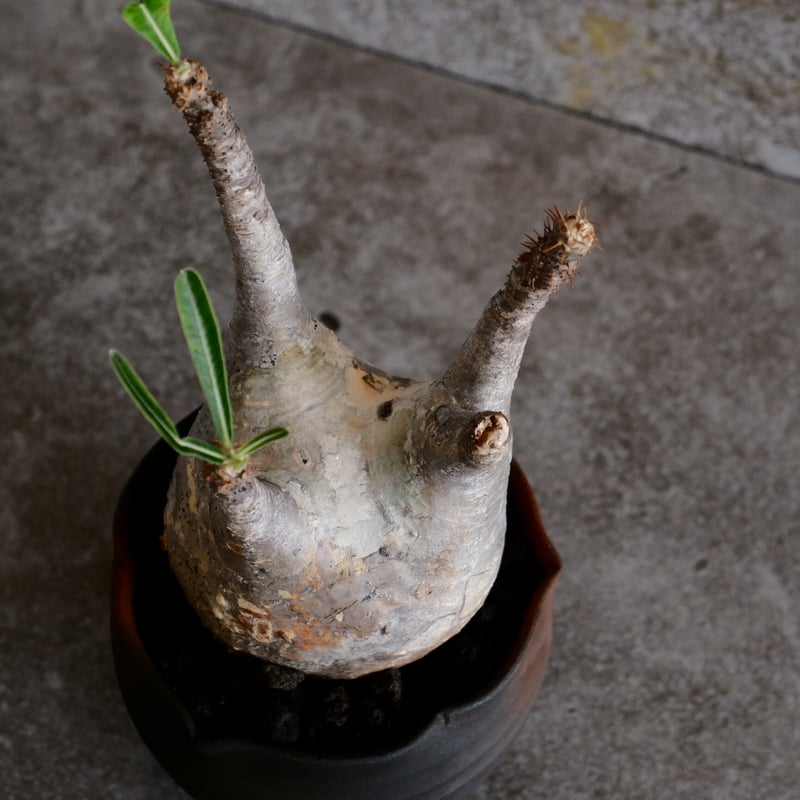 パキポディウム グラキリス 発根済み 現地球 白肌 迷彩 三分岐 美形