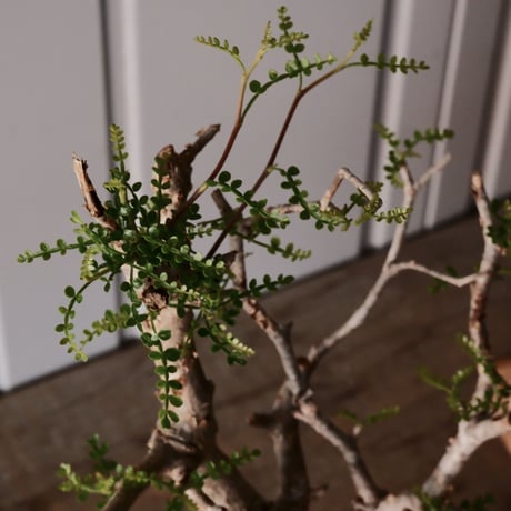 オペルクリカリア パキプス φ10cm［No.17］  ×   根本峻吾 作 S.N POT type.slim「 雷電 」 4号 植木鉢