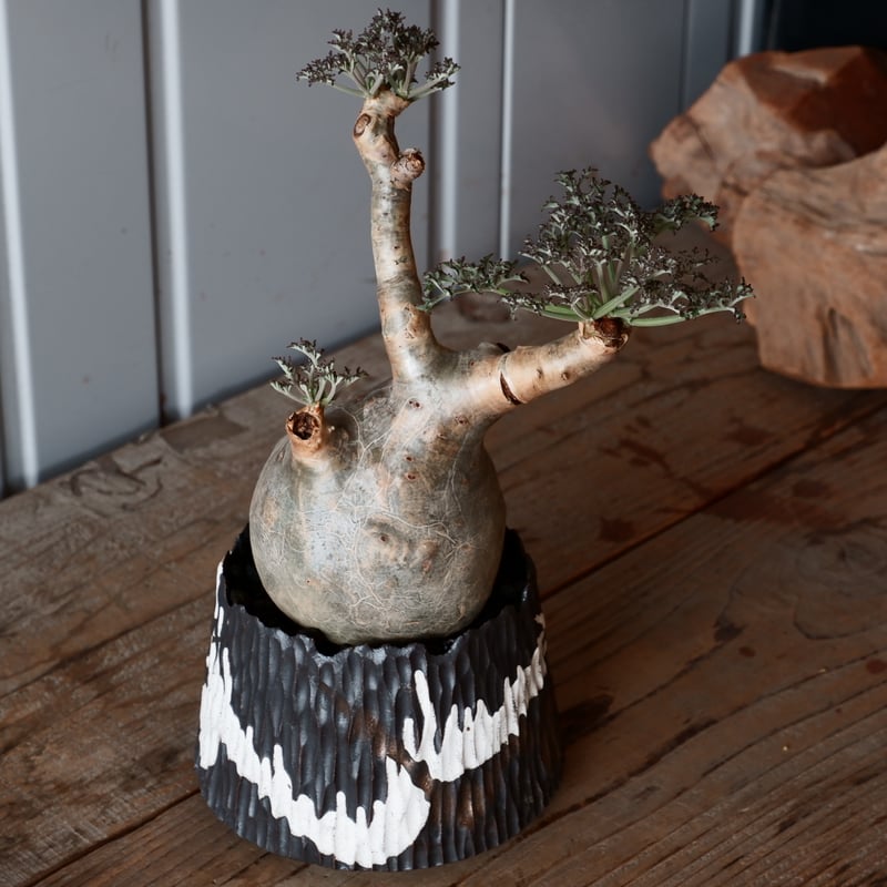 l*n様 開花中 キフォステンマ ベティフォルメ ソマリア ナローリーフ 発根済 発根株】キフォステンマ ベティフォルメ ソマリアナローリーフ③