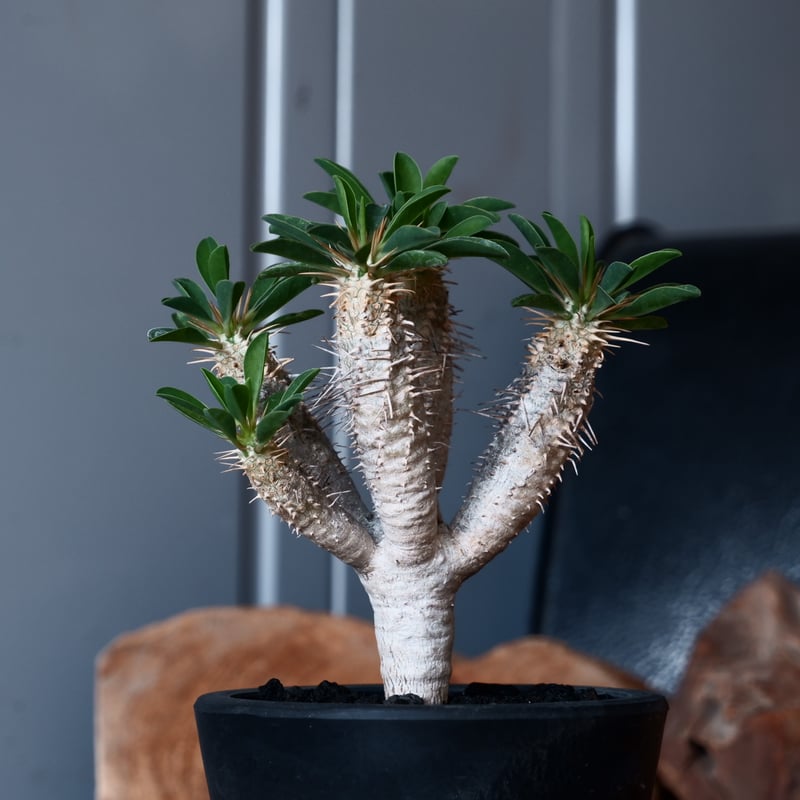 【最終値下げ】ユーフォルビア　ギラウミニアナ5株セット 最終値下げ】ユーフォルビア ギラウミニアナ5株セット 最終値下げ