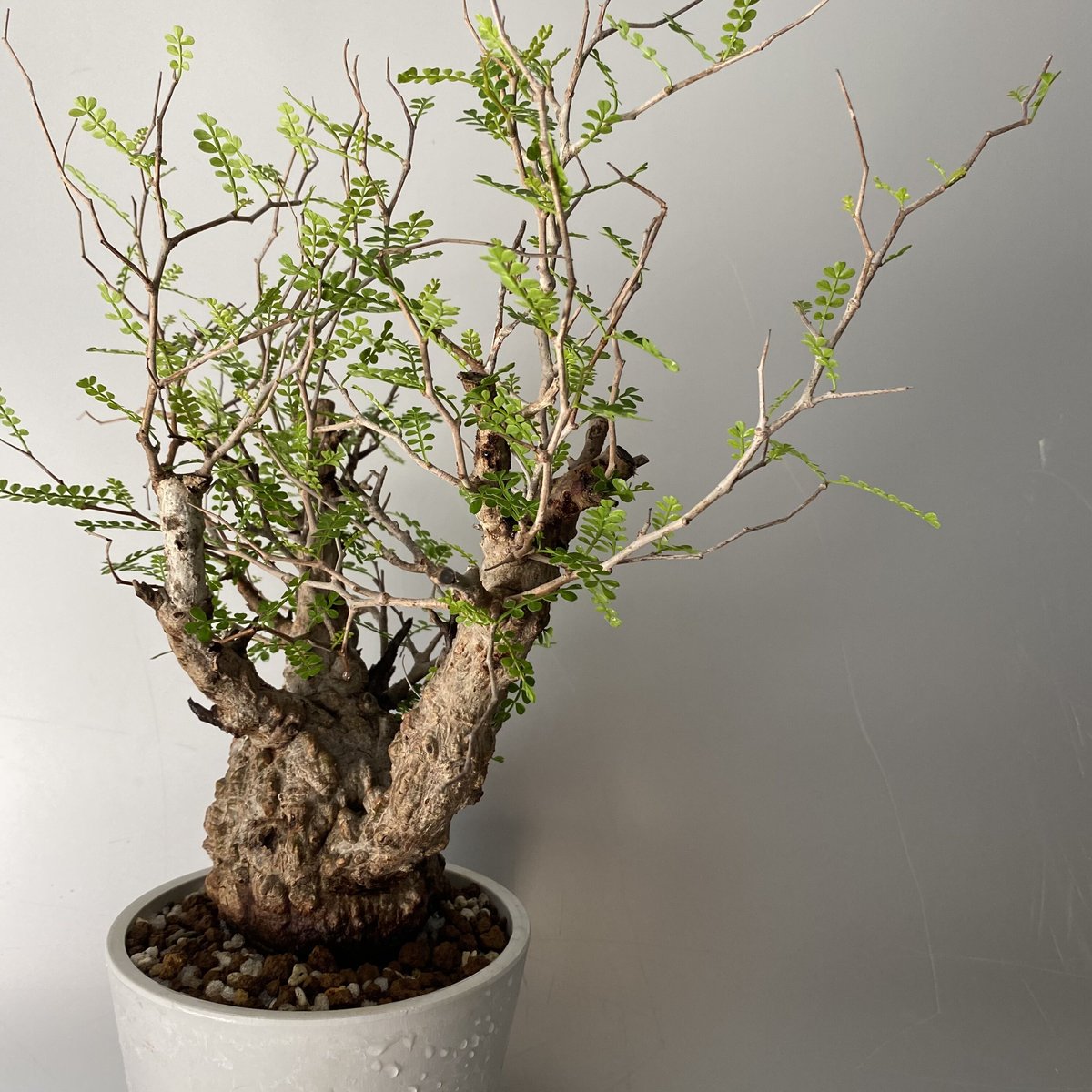 発根済 象形 オペルクリカリア パキプス P19 | Botanical Holic 発根済 象形 オペルクリカリア パキプス P19 | Botanical Holic