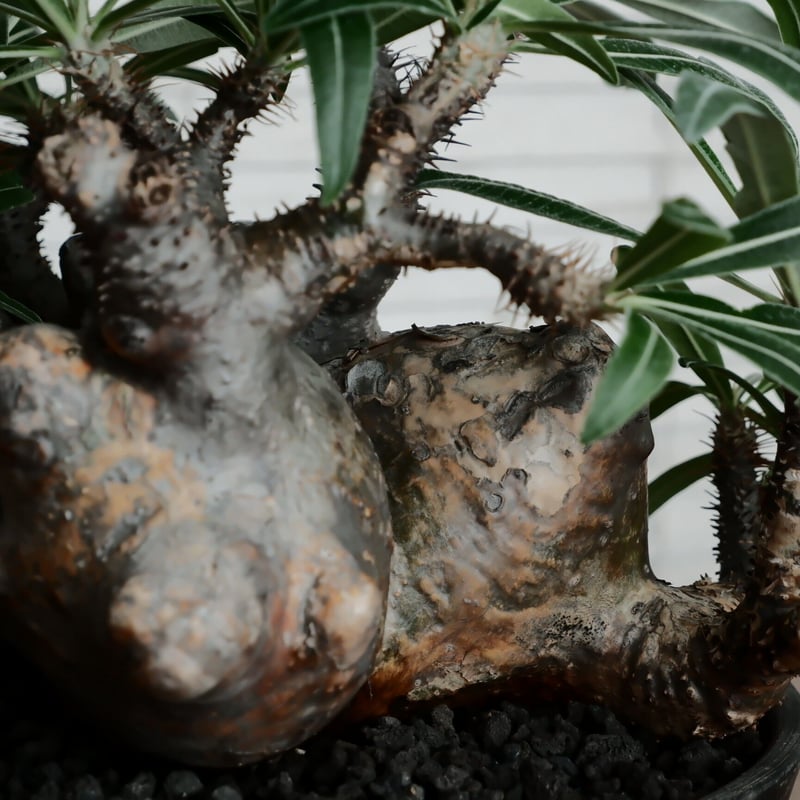 特大SP株 》多頭 グラキリス φ28cm ［No.24］10号鉢 | Botanica