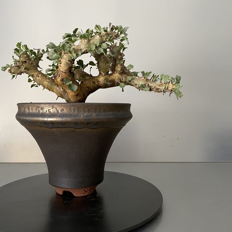 モンソニア サルコカウロン クラシカウレ 発根済 現地株 MS-03 × S.N.