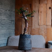 コミフォラ モンストローサ［No.43］  ×  根本峻吾 作 S.N POT type.tall「 鐡 - kurogane - 」 4号 長鉢 笠間焼