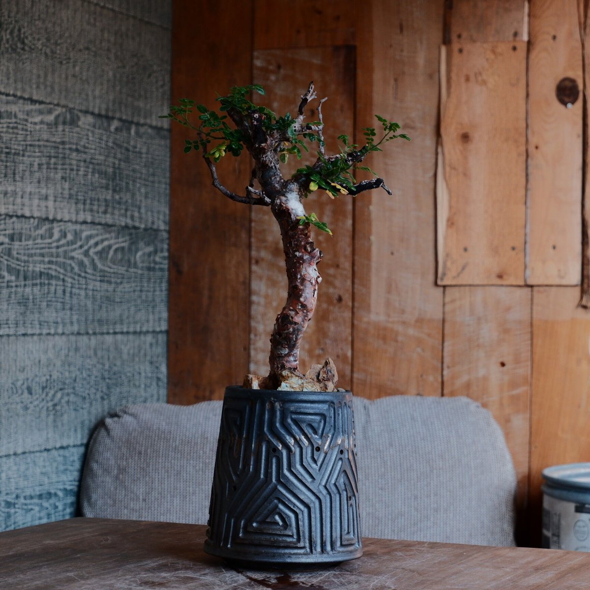 コミフォラ モンストローサ［No.43］ × 根本峻吾 作 S.N POT type.ta