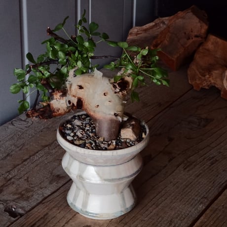 コミフォラ カタフ ピュア［No.04］  × 杉山悠 作 φ13cm 植木鉢 笠間焼