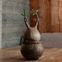 グラキリス - 象牙宮 -［No.191］  ×  磯部祐介 作「 円 - en -  金剛 / 飛び鉋 ver. 」3.5号 植木鉢 笠間焼