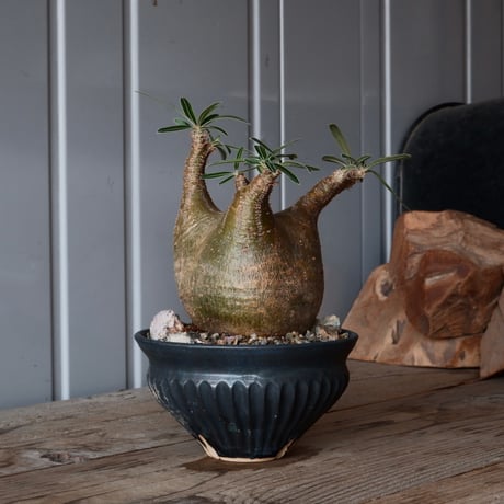 CATEGORY 森田昌求 作品 植木鉢 | Botanical Holic