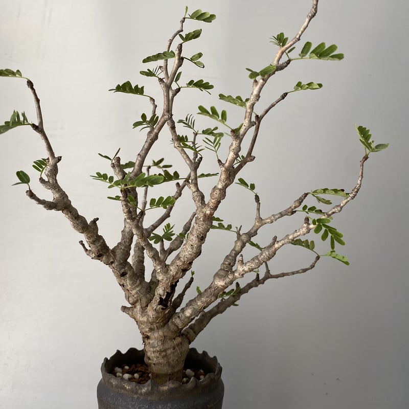 センナ メリディオナリス 発根済 現地株 SE-02 × S.N.Pot - crown