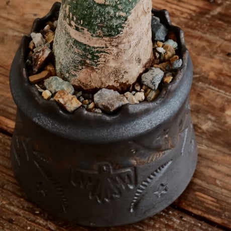 アデニア クリスタルグリーン［No.57］  ×   根本峻吾 作 S.N POT type.cylinder「 刻印  - kokuin - 」3号 植木鉢 笠間焼