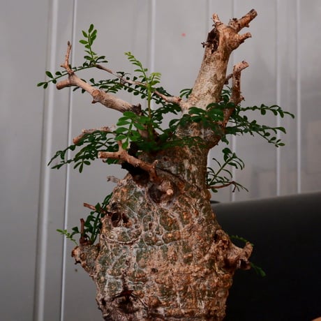 オペルクリカリア パキプス φ 10cm［No.04］  ×   根本峻吾 作 S.N POT  type.cylinder「 鐡 - 黒焔 - 」 4号 植木鉢