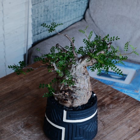 オペルクリカリア パキプス φ12cm［No.36］  ×   根本峻吾 作 S.N POT 「 覚醒 - kakusei - 」5号 植木鉢 笠間焼