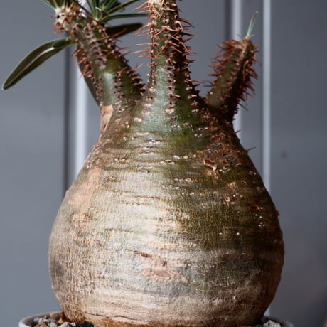 グラキリス φ9cm - 象牙宮-［No.12］×  坂本新 作「 LUSTER GREY 」3.5号鉢 笠間焼 植木鉢