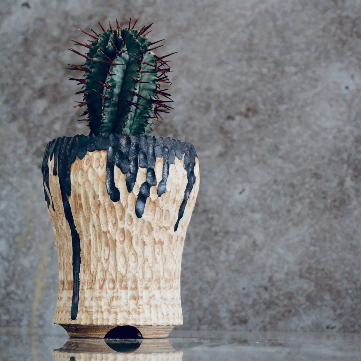 セール中❗️ 御神木に❗️ 長ホリダ　高さ40cm以上　ユーフォルビア ユーフォルビア 黒棘 ホリダ No.13 × S.N.Pot 